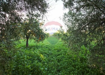 Giardino - Terreno agricolo CONTRADA LUOGO MONACO, Augusta - foto 7