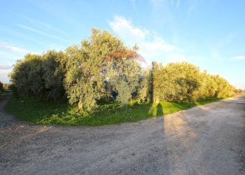 Giardino - Terreno agricolo CONTRADA LUOGO MONACO, Augusta - foto 10