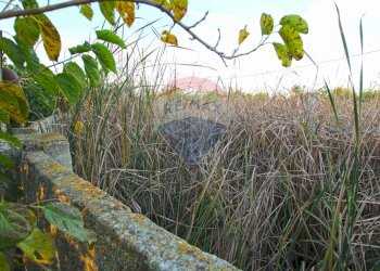 Giardino - Terreno agricolo CONTRADA LUOGO MONACO, Augusta - foto 24