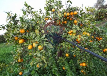Dettagli - Terreno agricolo CONTRADA LUOGO MONACO, Augusta - foto 31