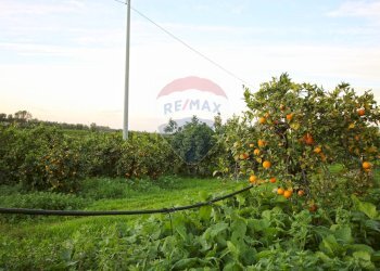 Giardino - Terreno agricolo CONTRADA LUOGO MONACO, Augusta - foto 35