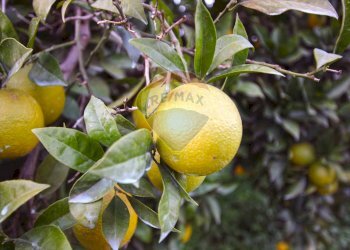 Dettagli - Terreno agricolo CONTRADA LUOGO MONACO, Augusta - foto 37