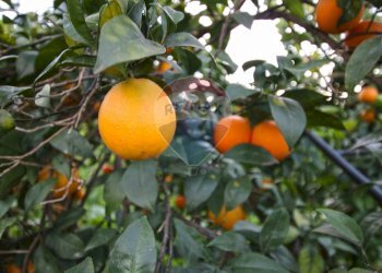 Dettagli - Terreno agricolo CONTRADA LUOGO MONACO, Augusta - foto 38