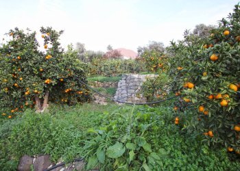 Giardino - Terreno agricolo CONTRADA LUOGO MONACO, Augusta - foto 40