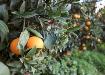 Dettagli - Terreno agricolo CONTRADA LUOGO MONACO, Augusta - foto 41