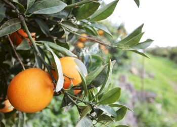 Dettagli - Terreno agricolo CONTRADA LUOGO MONACO, Augusta - foto 42