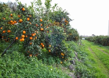Giardino - Terreno agricolo CONTRADA LUOGO MONACO, Augusta - foto 43