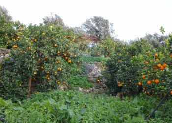 Giardino - Terreno agricolo CONTRADA LUOGO MONACO, Augusta - foto 44