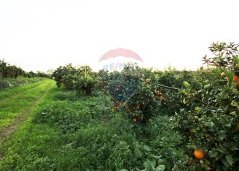 Giardino - Terreno agricolo CONTRADA LUOGO MONACO, Augusta - foto 46