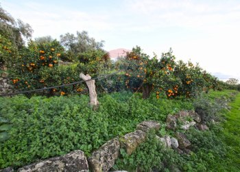 Giardino - Terreno agricolo CONTRADA LUOGO MONACO, Augusta - foto 47