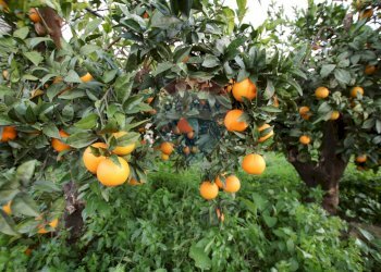 Dettagli - Terreno agricolo CONTRADA LUOGO MONACO, Augusta - foto 48