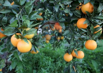 Dettagli - Terreno agricolo CONTRADA LUOGO MONACO, Augusta - foto 49