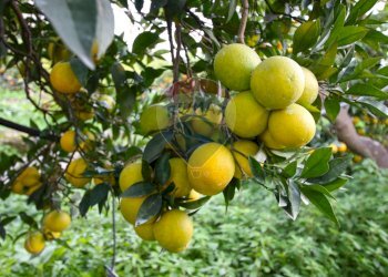 Dettagli - Terreno agricolo CONTRADA LUOGO MONACO, Augusta - foto 50