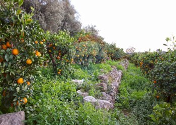 Giardino - Terreno agricolo CONTRADA LUOGO MONACO, Augusta - foto 57