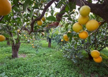 Giardino - Terreno agricolo CONTRADA LUOGO MONACO, Augusta - foto 60