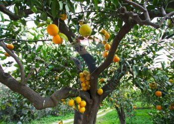 Dettagli - Terreno agricolo CONTRADA LUOGO MONACO, Augusta - foto 61