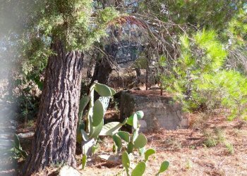 Giardino - Rustico Contrada Conventazzo
 
snc, Vizzini - foto 13