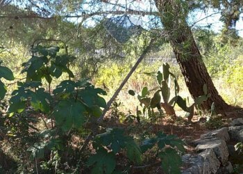 Giardino - Rustico Contrada Conventazzo
 
snc, Vizzini - foto 15