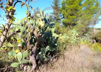 Giardino - Rustico Contrada Conventazzo
 
snc, Vizzini - foto 26