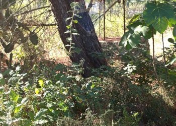 Giardino - Rustico Contrada Conventazzo
 
snc, Vizzini - foto 27