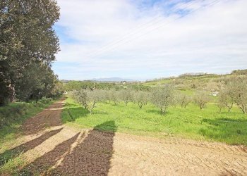 Terreni - Rustico via solferino, Terricciola - foto 53