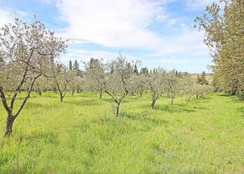 Terreni - Rustico via solferino, Terricciola - foto 54