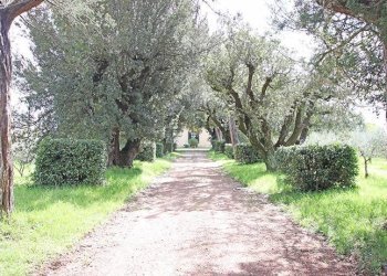 Terreni - Rustico via solferino, Terricciola - foto 55