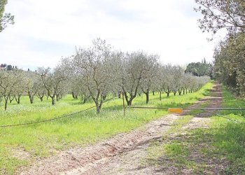 Terreni - Rustico via solferino, Terricciola - foto 57