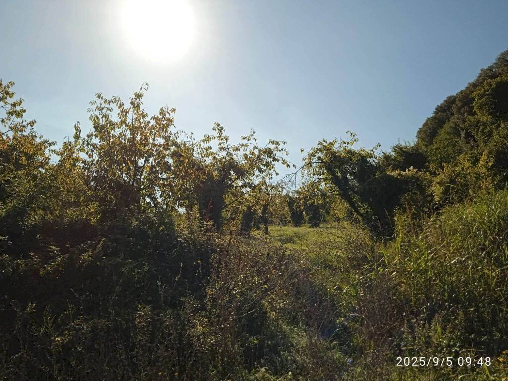 Terreno - Terreno agricolo via Rosce, Montelibretti - foto 1