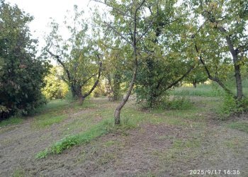 Terreno - Terreno agricolo via Rosce, Montelibretti - foto 4