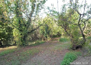 Terreno - Terreno agricolo via Rosce, Montelibretti - foto 9