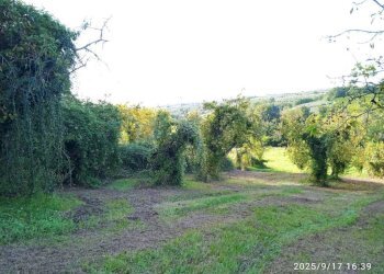 Terreno - Terreno agricolo via Rosce, Montelibretti - foto 10