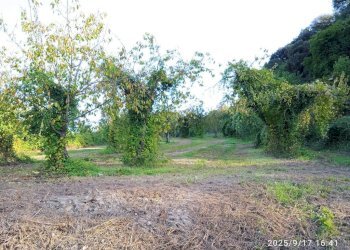 Terreno - Terreno agricolo via Rosce, Montelibretti - foto 14