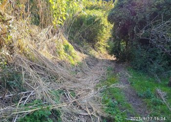 Terreno - Terreno agricolo via Rosce, Montelibretti - foto 16