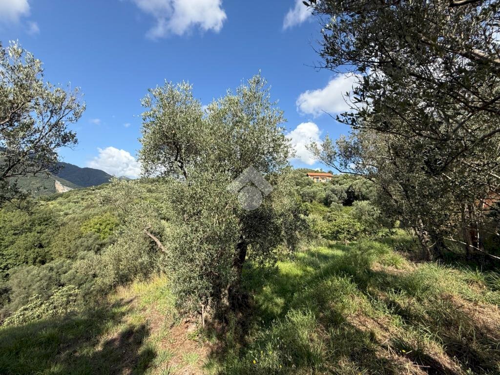 Terreno agricolo Via Luigi Grosso, Albisola Superiore - foto 1