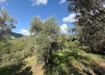 Terreno agricolo Via Luigi Grosso, Albisola Superiore - foto 1