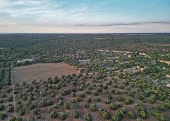 Foto 5 - Rustico Strada Statale per Taranto
 
snc, Torricella - foto 5