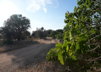 Foto 6 - Rustico Strada Statale per Taranto
 
snc, Torricella - foto 6