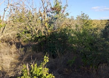 Giardino - Agricultural land cda pero  sb22, Grammichele - photo 9