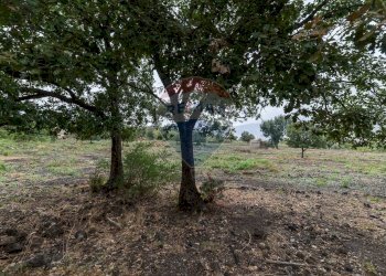 Giardino - Agricultural land Via Bellinghieri Montelaguardia
SN, Randazzo - photo 2