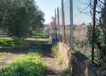 Giardino - Agricultural land via San Domenico
23, Camporotondo Etneo - photo 7