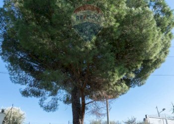 Non correlato - Agricultural land via San Domenico
23, Camporotondo Etneo - photo 8