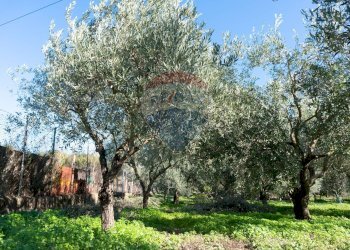 Giardino - Agricultural land via San Domenico
23, Camporotondo Etneo - photo 11