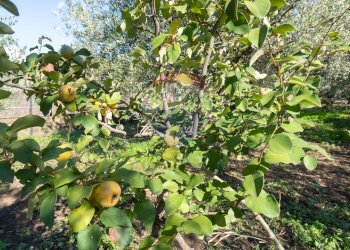Giardino - Agricultural land via San Domenico
23, Camporotondo Etneo - photo 14