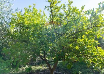 Giardino - Agricultural land via San Domenico
23, Camporotondo Etneo - photo 15