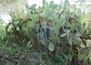 Giardino - Agricultural land via San Domenico
23, Camporotondo Etneo - photo 16