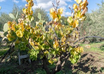 Dettagli - Agricultural land via San Domenico
23, Camporotondo Etneo - photo 18