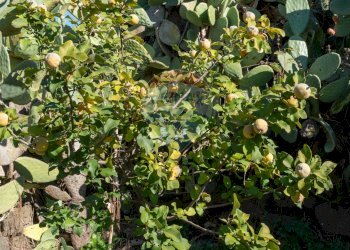 Dettagli - Agricultural land via San Domenico
23, Camporotondo Etneo - photo 19