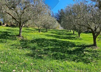 Giardino - Villa Contrada Caldaia SS417
 
snc, Caltagirone - foto 25
