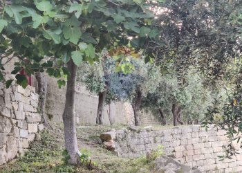 Giardino - Rustico Contrada Principe - P399+VVV, Mattinata - foto 14